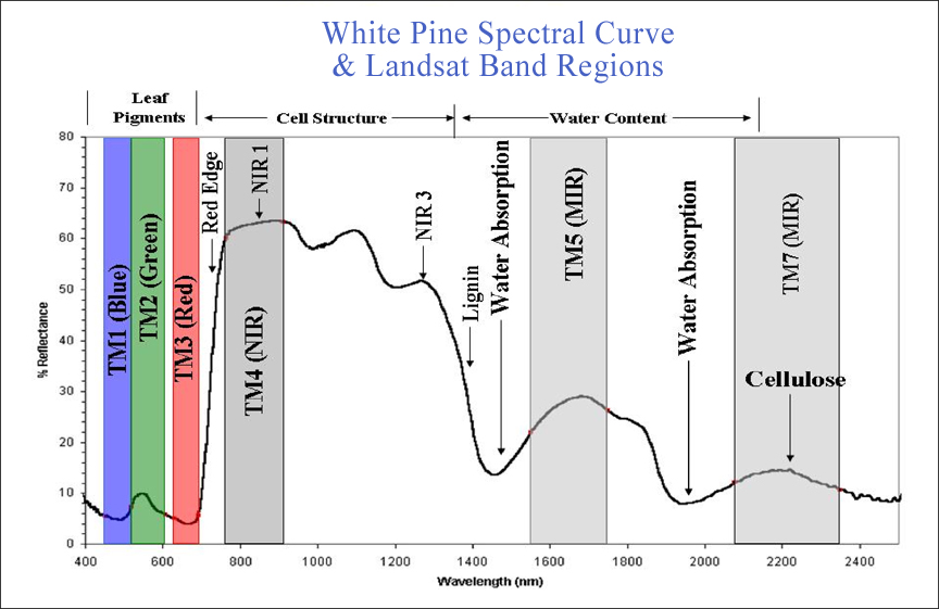 White pine spectral curve and Landsat band regions