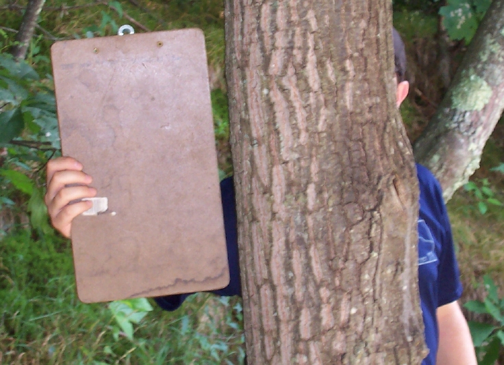 Tree 1 with clipboard