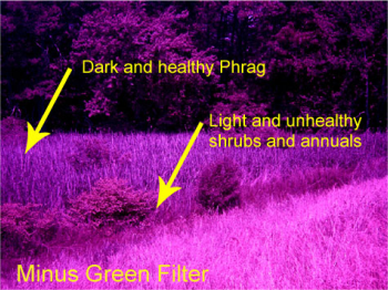 Stressed vegetation example 2 in with purple filter.