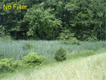 Stressed vegetation example 2 in visible light.