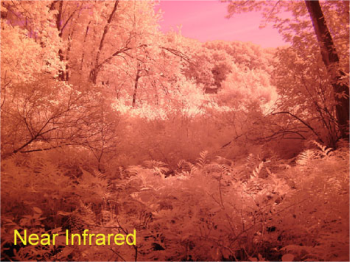 Field site photo in infrared light