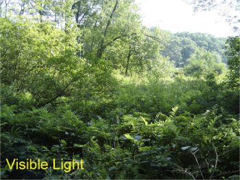 Field site photo in visible light