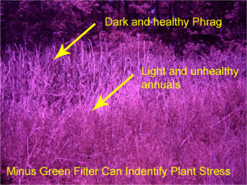 Stressed vegetation example 1 in with purple filter.