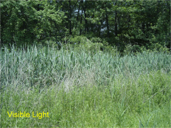 Stressed vegetation example 1 in visible light.