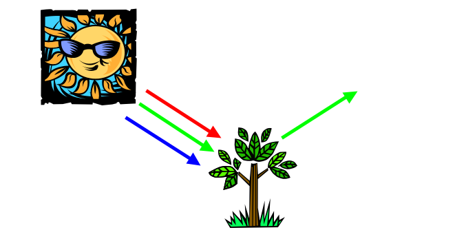 diagram showing reflection of green light from green plants and absorption of red and blue