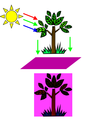 Diagram illustrating how a healthy plant looks dark when viewed through  a purple filter