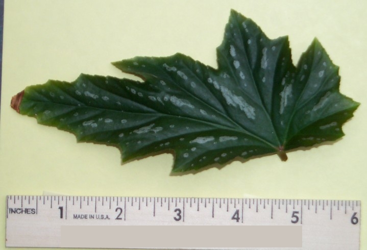 Leaf image 1