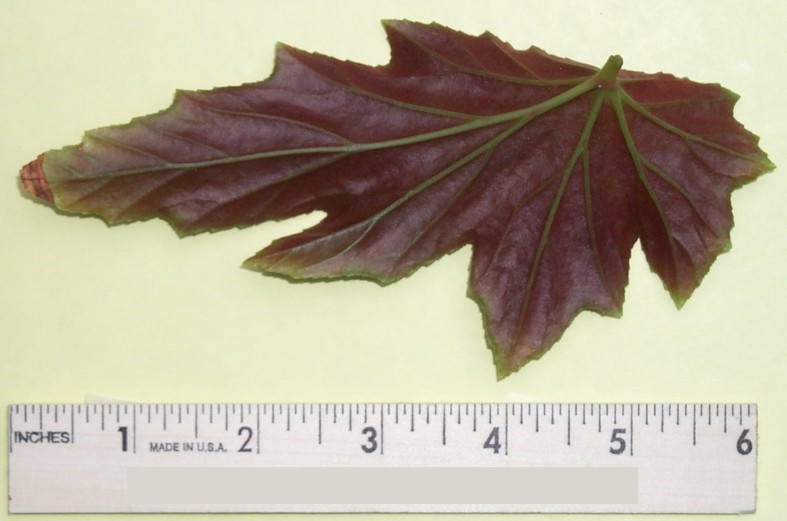 Leaf image 2