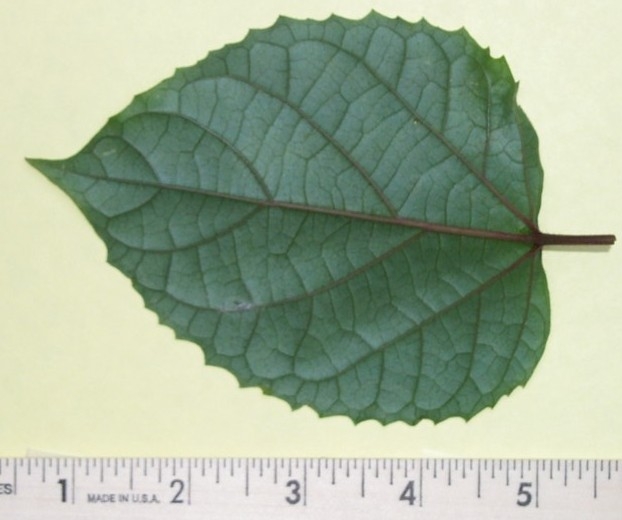 Leaf image 3
