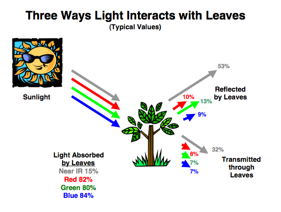 3 ways light interacts with leaves