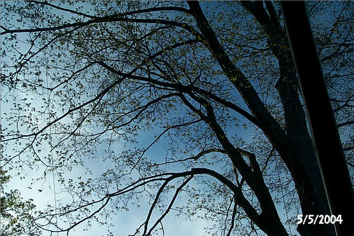 Maple tree photo on May 5, 2004