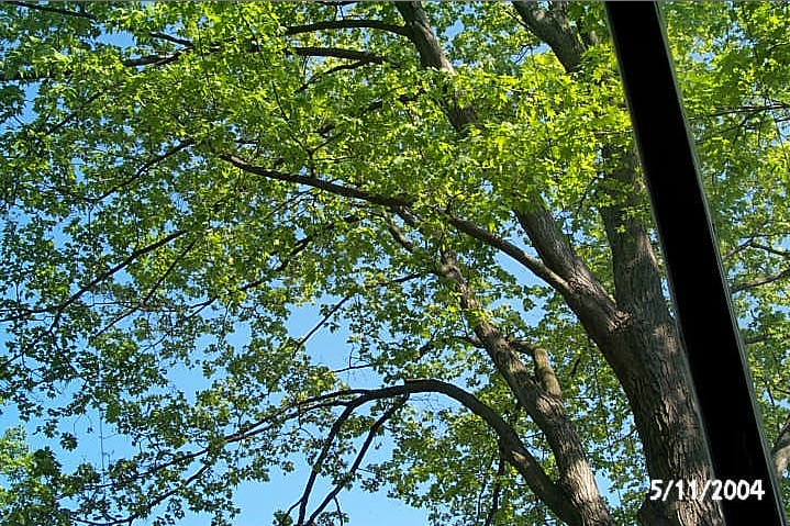 Maple tree photo on May 11, 2004