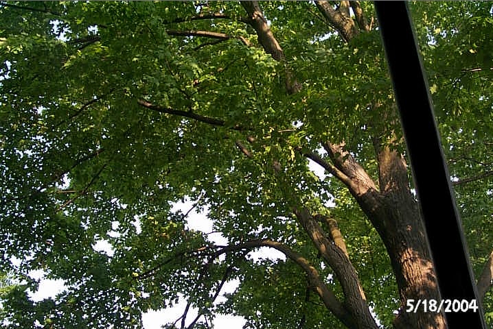 Maple tree photo on May 18, 2004