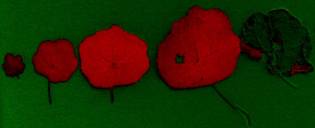 NDVI image of nasturtium leaves