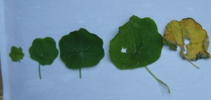 Color photograph of nasturtium leaves