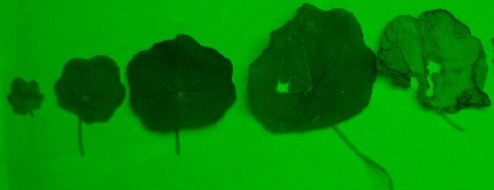 Nasturtiums green layer
