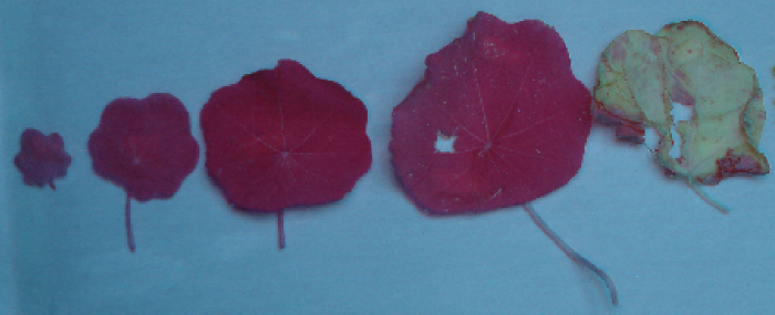NRG image of the Nasturtium leaves