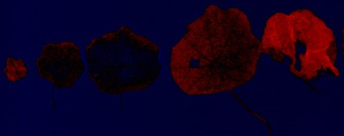 Red versus Blue (normalized).
