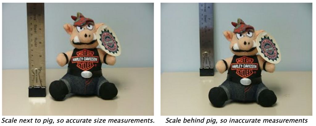 Pigs with and without scale in the picture