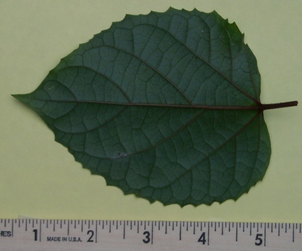 Image of leaf