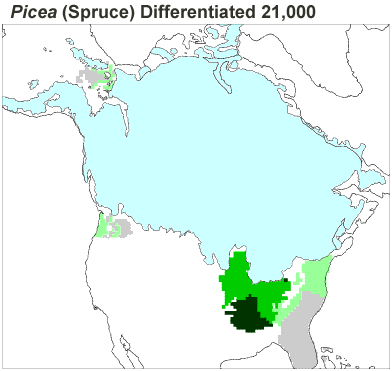 Pollen map for Picea (Spruce) 21000