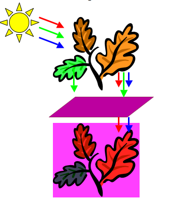 Diagram showing how stressed plants look lighter through a purple filter