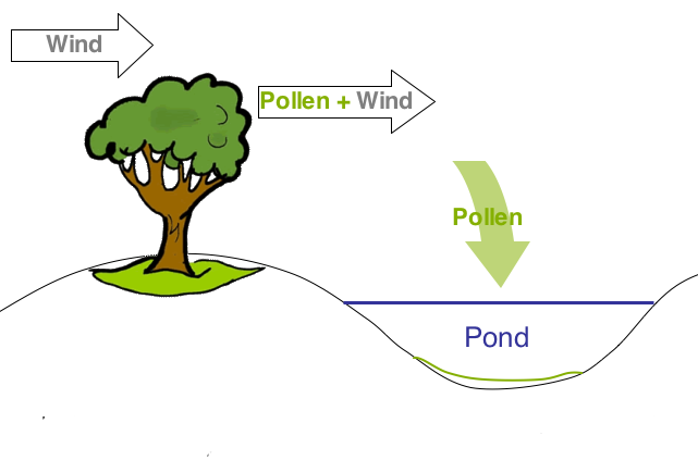Pollen carried from a tree to a pond by wind.