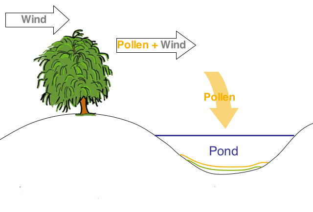 Pollen settles to the bottom of a pond