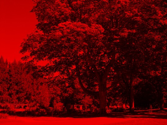 Image of trees in only red light