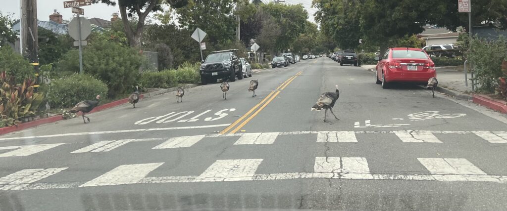 Wild turkeys on a street in Berkeley California